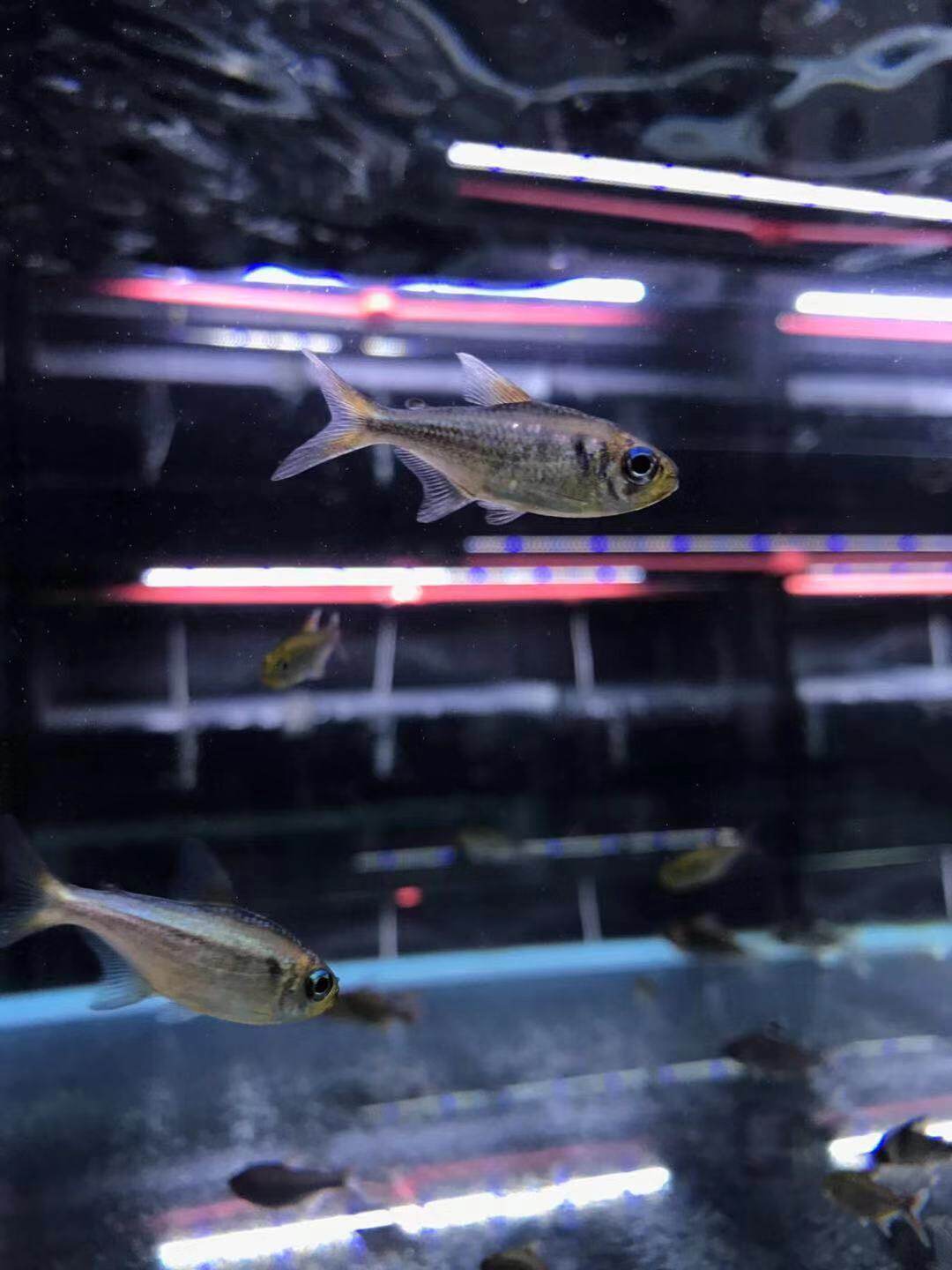 野生黄金可卡灯鱼热带鱼观赏鱼小型工具鱼混养淡水新手草缸造景鱼