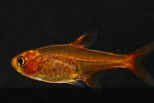 喷火灯鱼火兔灯绿晶灯金条灯蓝刚果灯小型热带观赏群游草缸淡水鱼