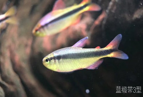 蓝缎带三型3型鱼蓝缎带二型小型