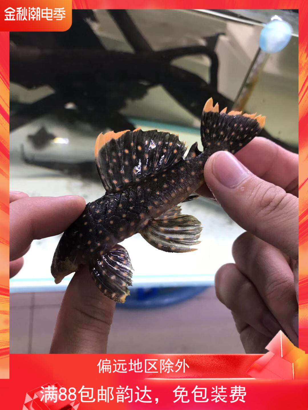 l177宽边皇后黄珍珠异形鱼热带鱼南美草缸造景观赏工具鱼