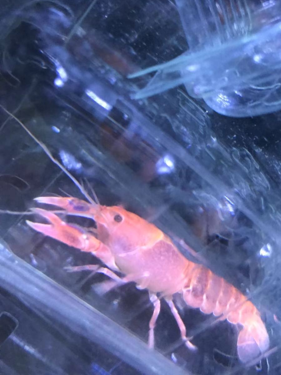 搁浅水族火山破坏者鳌虾观赏虾宠物活体印尼淡水杂食底栖