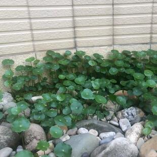 矮生地被植物绿化带低矮铺地草室外地栽树下绿化花草铜钱草多年生