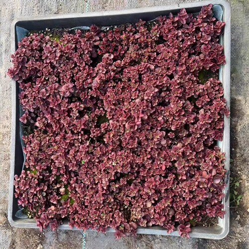铺地绿化植物耐寒耐旱矮生红景天花园庭院绿化红叶匍匐植物耐旱草