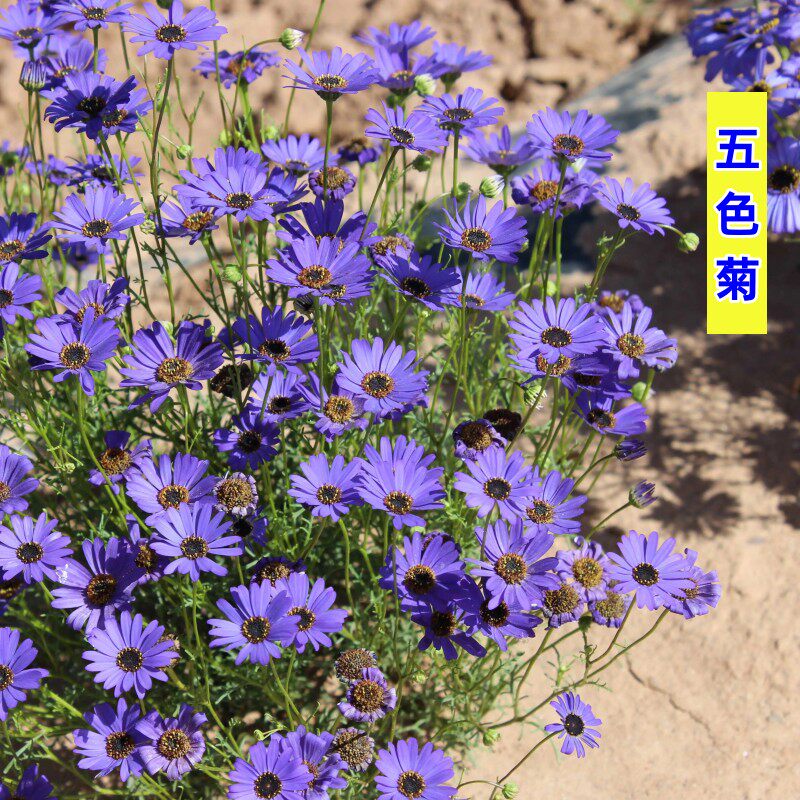 易活植物种子小花五色菊庭院花种籽子四季播种开花室外多年生花籽