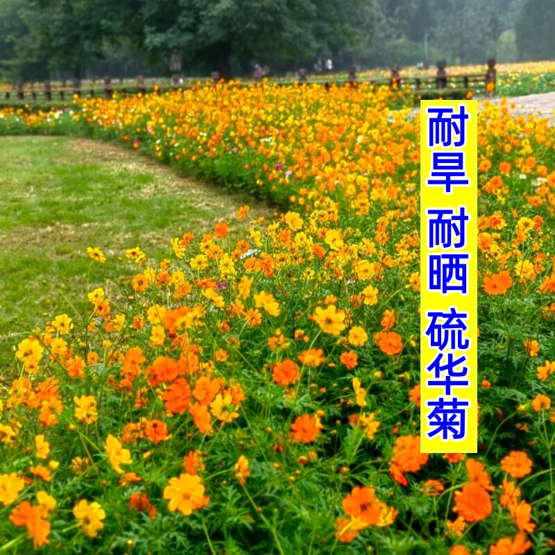 夏季播种耐旱耐晒花种硫华菊花籽家庭园艺种子
