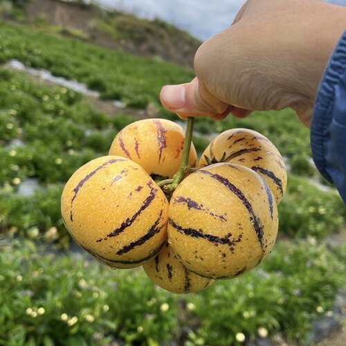 自然熟云南人参果清甜水份足 顺丰｜个头颜色不一致 皮丑裂纹