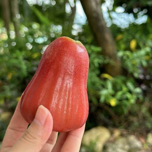 【微磕属正常 介意慎拍】3/5斤海南三亚黑金刚莲雾 清甜多汁 顺丰 - 封面