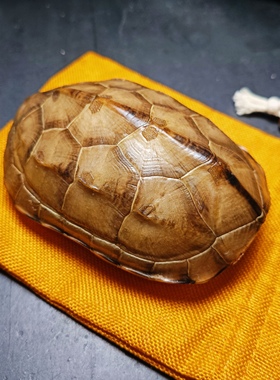 天然完整真乌龟壳精品玉面草龟壳文玩盘玩手把件龟甲黄玉龟甲卜