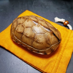 天然完整真乌龟壳精品玉面草龟壳文玩盘玩手把件龟甲黄玉龟甲卜