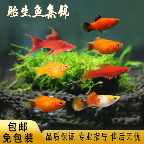 黑尾月光鱼价格 黑尾月光鱼图片 星期三