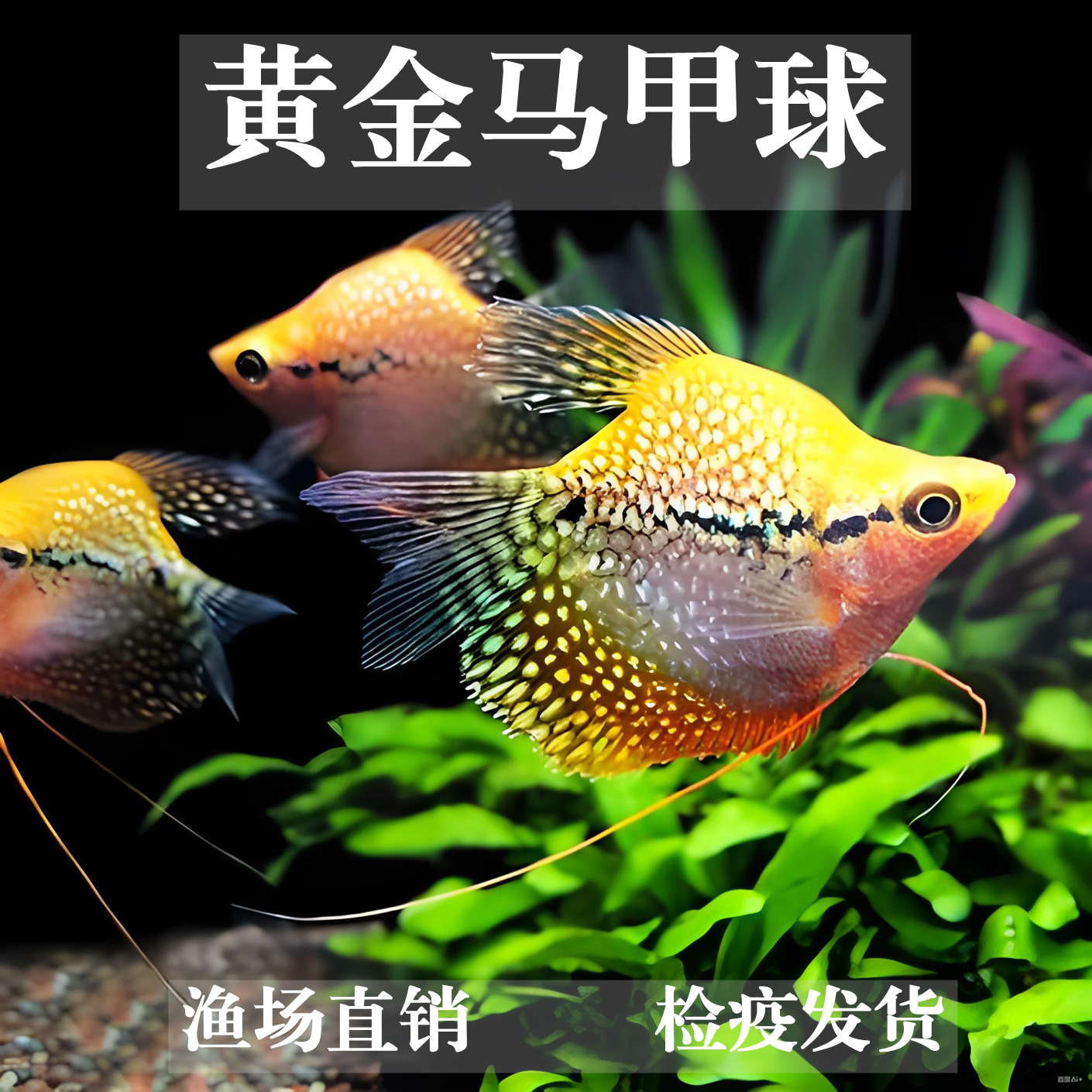 黄金马甲球珍珠马甲球蓝曼龙球五彩血丽丽鱼草缸热带观赏鱼丝足鱼