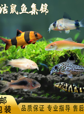 鼠鱼珍珠鼠活体金苔鼠热带鱼