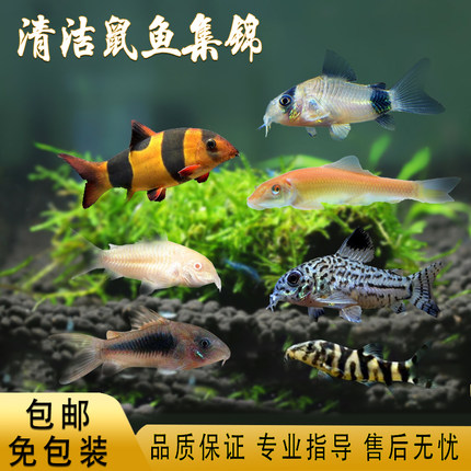 鼠鱼笑脸猫琵琶鱼老鼠鱼白老鼠花老鼠珍珠金苔鼠三线豹热带鱼活体