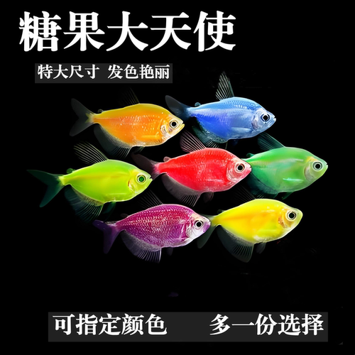 大号天使鱼观赏鱼群游鱼懒人热带鱼小型淡水好养耐活老虎天使鱼苗