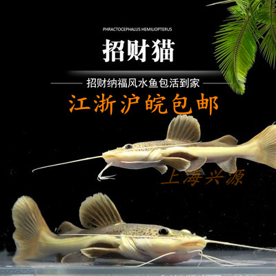 招财猫大型活体热带观赏鱼