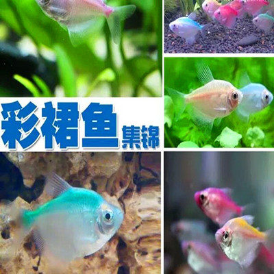 柠檬七彩活体草缸热带鱼