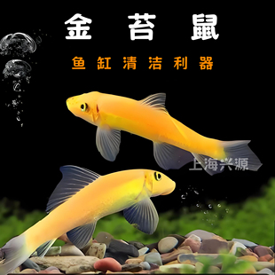 金苔鼠热带观赏鱼清苔鼠鱼鼠鱼清道夫鱼缸除藻鱼清洁鱼活鱼工具鱼
