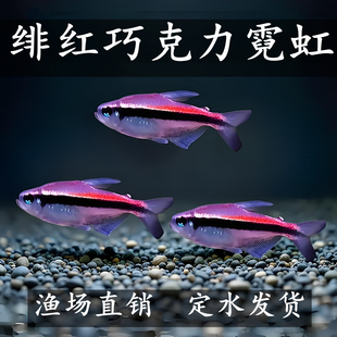 绯红巧克力霓虹小型灯鱼南美鱼高端鱼草缸鱼热带鱼群游观赏鱼包邮