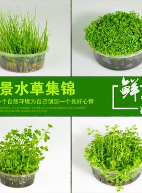 前景水草爬地珍珠迷你矮珍珠