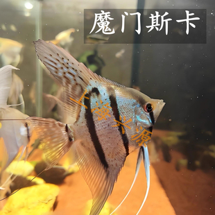 高端珍稀神仙鱼伊莎贝尔娜鲁湾魔门斯卡红背埃及秘鲁燕子热带熊猫