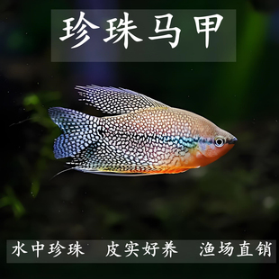 大号珍珠马甲鱼黄金马甲球热带活体淡水鱼缸观赏物鱼公母可繁殖鱼