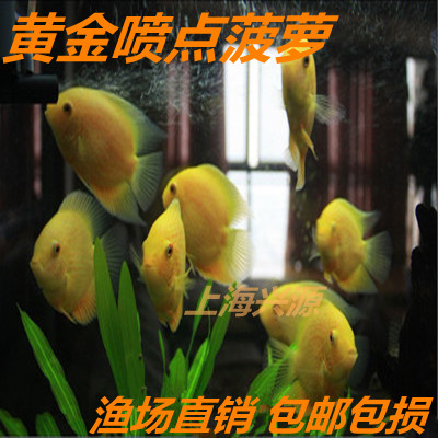 黄金菠萝鱼、黄金菠萝鱼鱼苗、喷点菠萝鱼、热带鱼、观赏鱼