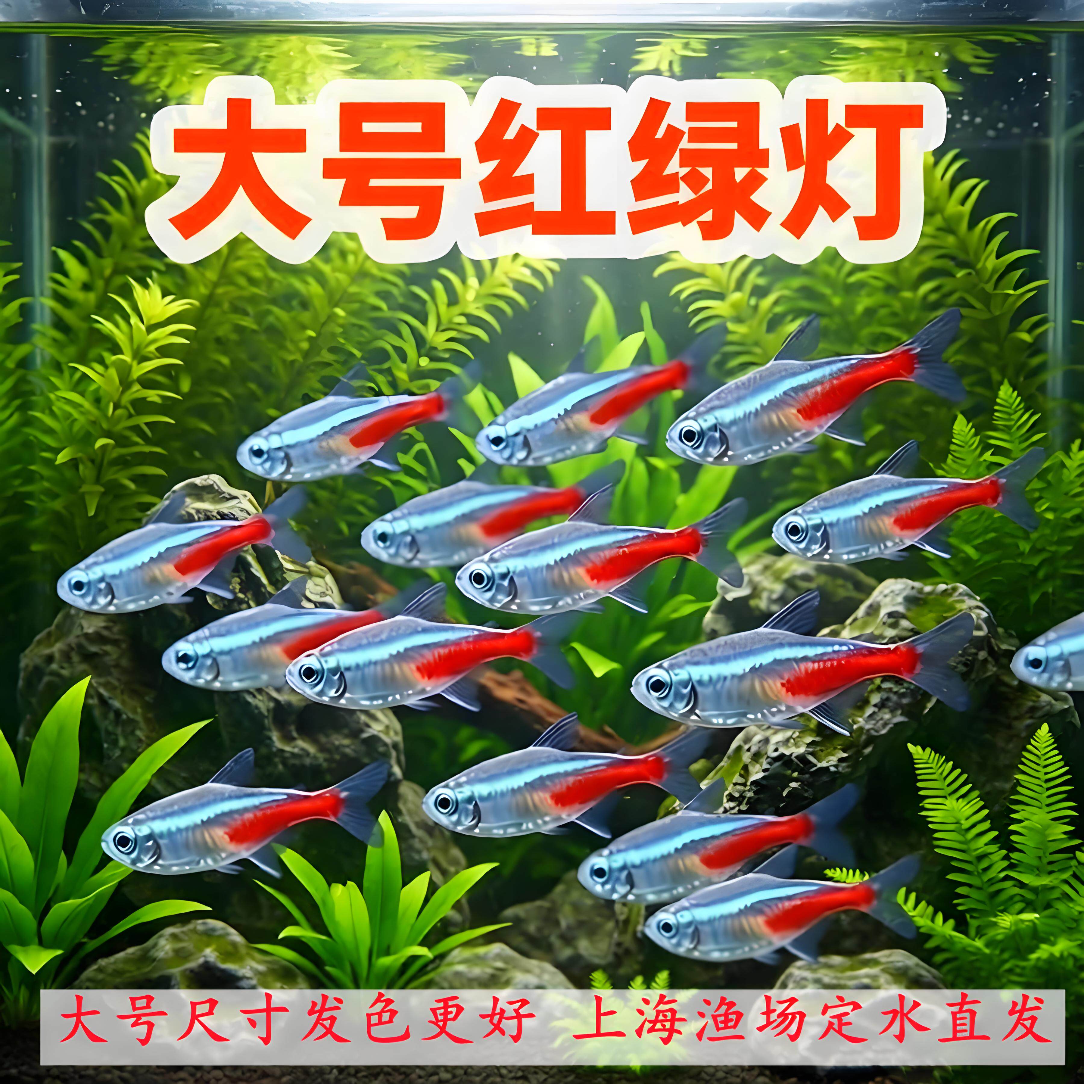 红绿灯鱼宝莲灯活体鱼小型灯科鱼新手鱼热带鱼观赏鱼群游鱼草缸鱼