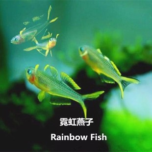 霓虹燕子鱼新郎官鱼小型鱼灯科鱼热带鱼淡水活体观赏鱼草缸群游鱼