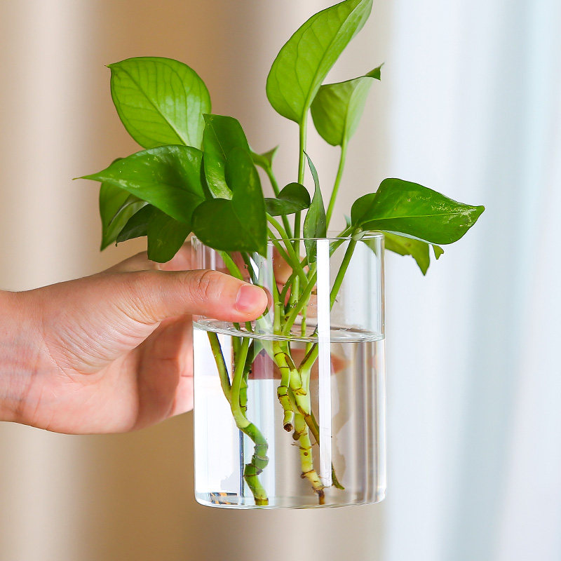 桌面盆栽玻璃小花瓶摆件客厅插花透明水养直筒高级感迷你花器摆件