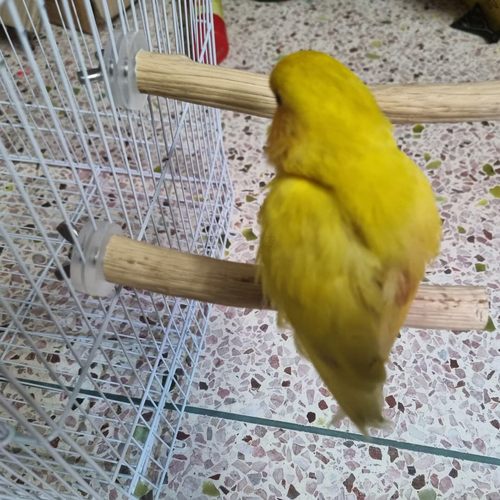 鹦鹉站杆铁梨木铁甲木铁匠木鸟站