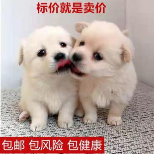 中华田园犬狗活体可爱小花狗活物小白狗土狗幼犬领养便宜宠物狗崽