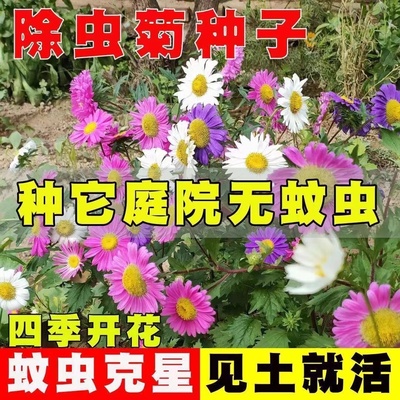 【种它！家里无蚊虫】除虫菊室外阳台防蚊驱虫草多年生可切花Z