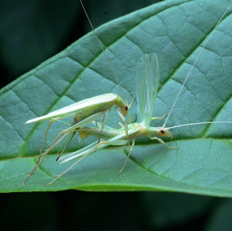 野生竹蛉扎嘴鸣虫中华树蟋黑紫青竹蛉鸣虫活物柬埔寨竹蛉叫竹蛉