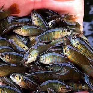 中国斗鱼原生鱼溪流冷水鱼国斗活鱼菩萨鱼普叉鱼苗观赏鱼耐活冷水