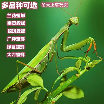 螳螂兰花幽灵中华大刀巨钳儿童