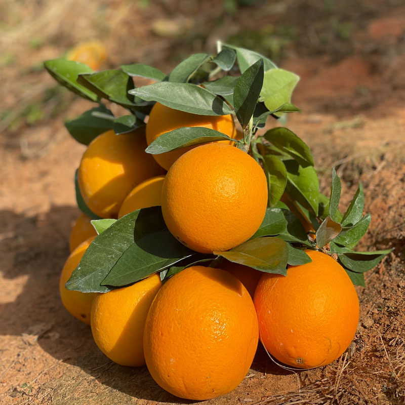 现摘纯甜赣南脐橙带箱5斤