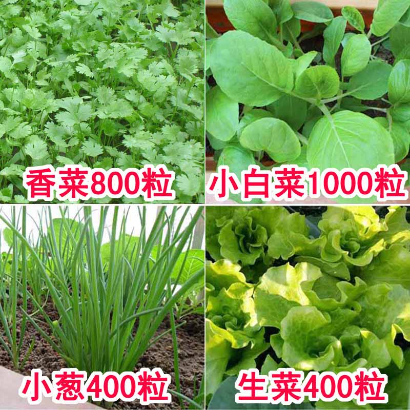 阳台盆栽四季播易种菜籽小白菜生菜香菜四季蔬菜种子套餐小香葱籽