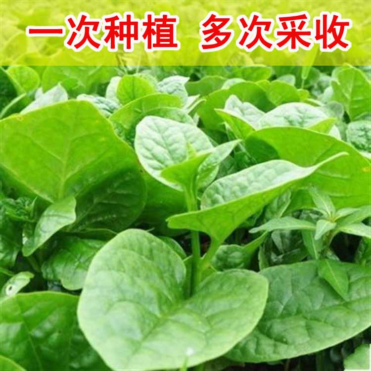 大叶木耳菜种孑小青菜阳台盆栽蔬菜种籽春四季木耳菜种籽菜籽种子