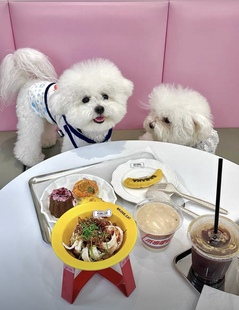韩国宠物碗BRIDGE.DOG陶瓷飞碟托架防黑下巴护颈双耳主粮零食水碗