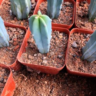 龙神木 实生仙人柱 侧芽无根室内办公桌小盆栽 电脑防辐射