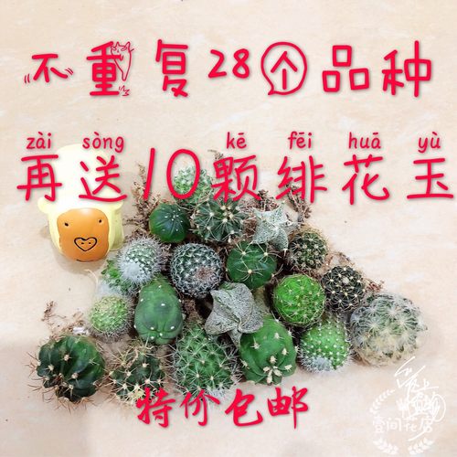 仙人球小苗开花套餐阳台多肉绿植