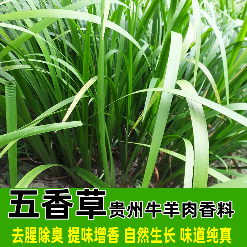 新鲜茴香三奈五香草带根发货
