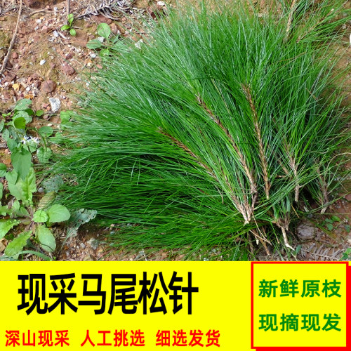 马尾2斤松枝野外现采现发泡酒