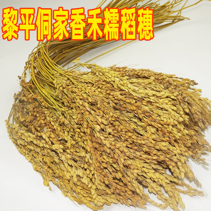 贵州香禾糯米稻穗摄影道具
