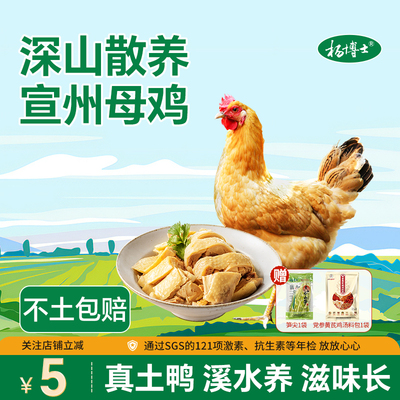 杨博士宣州母鸡深山散养农家放养母鸡竹林散养跑山鸡炖汤月子食材