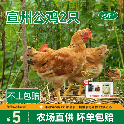 杨博士宣州公鸡深山散养正宗农家宣州鸡小公鸡整只新鲜未打鸣公鸡