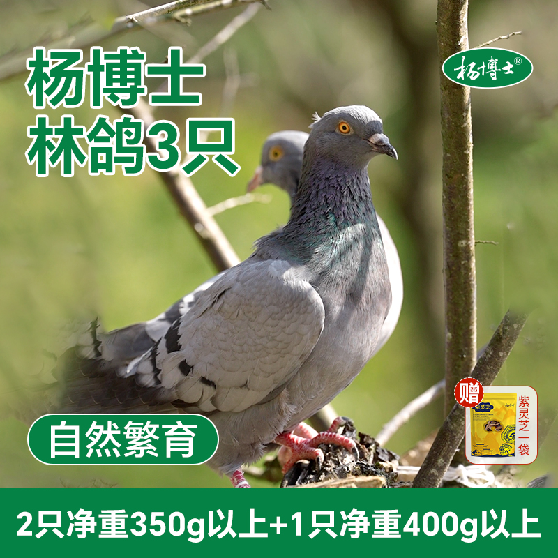 杨博士新鲜现抓现杀鸽子