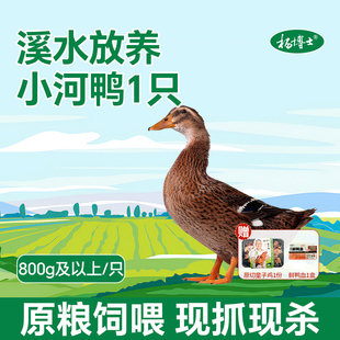 杨博士小河鸭农家放养正宗土鸭皖南溪水鸭子现抓现杀新鲜鸭肉一只