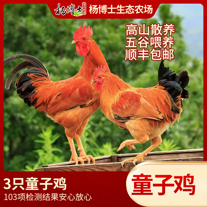 杨博士皖南高山散养土鸡童子鸡正宗草地鸡没打鸣小公鸡柴鸡