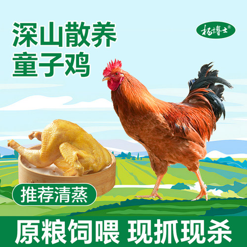 杨博士童子鸡皖南散养原粮饲喂土鸡仔公鸡小公鸡新鲜现杀
